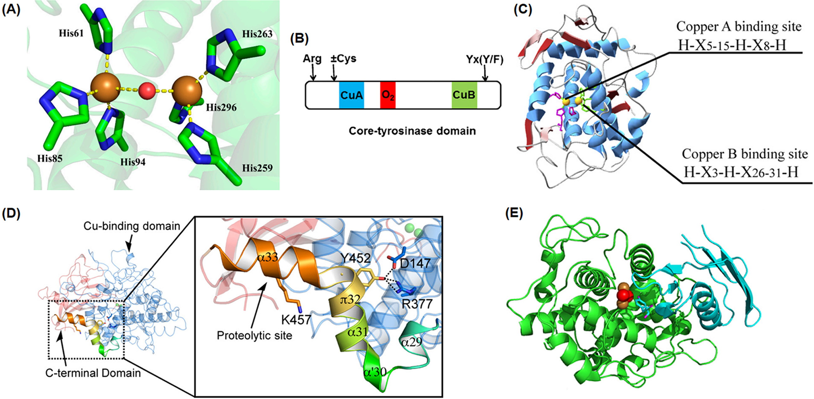 (2018 Jul) KSBB J _Tyrosinase review.bmp.jpg